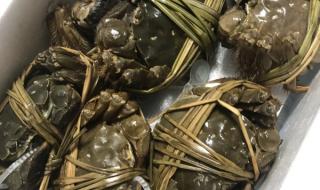 正宗阳澄湖大闸蟹