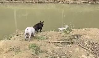 洗衣机洗狗 洗衣机洗狗