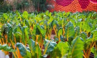 英雄联盟会员礼包