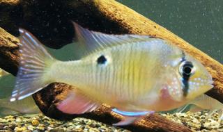 月亮鱼多少钱一斤 月亮鱼多少钱一斤