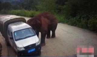 西双版纳野象伤人 西双版纳野象伤人