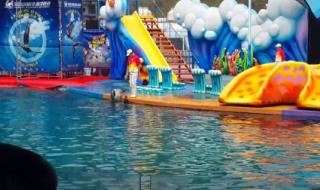 深圳海湾出现白海豚 深圳海湾出现白海豚